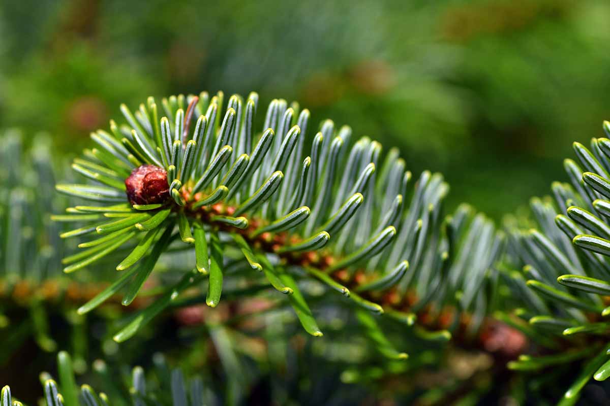 A close up horizontal image of the green needles of Abies magnifica, aka California red fir, pictured on a soft focus background.