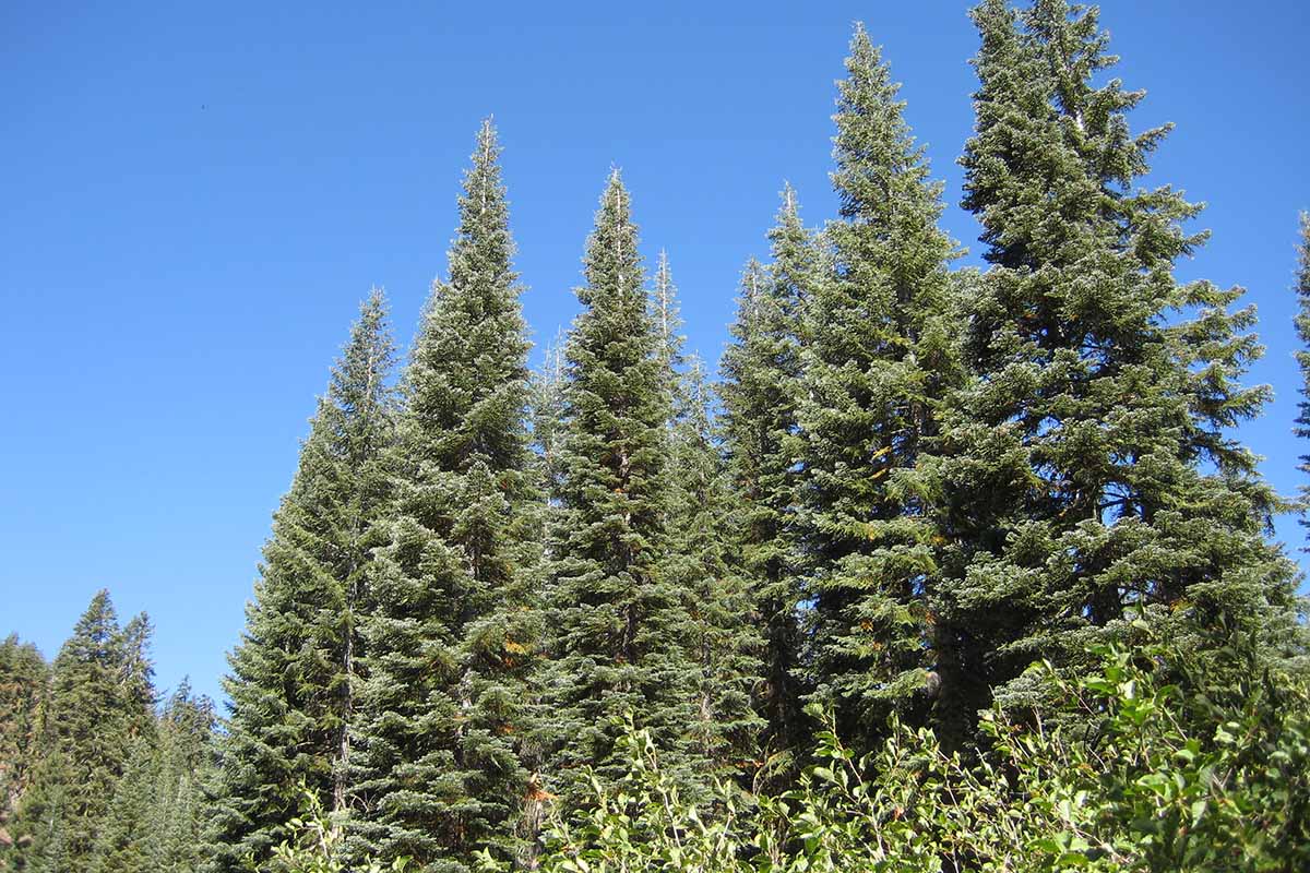 A close up horizontal image of California red fir trees growing wild pictured on a blue sky background.