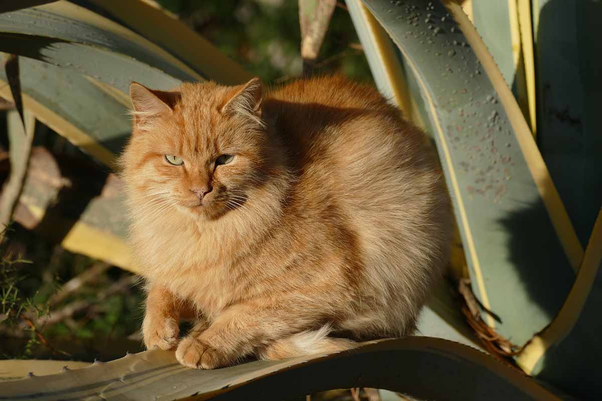 A close up horizontal image of a large orange cat sitting on an agave plant.
