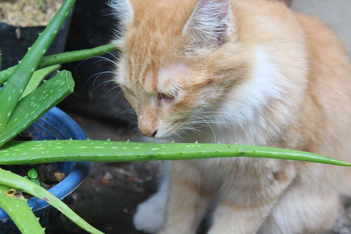 A close up horizontal image of a ginger cat sniffing an aloe vera succulent.