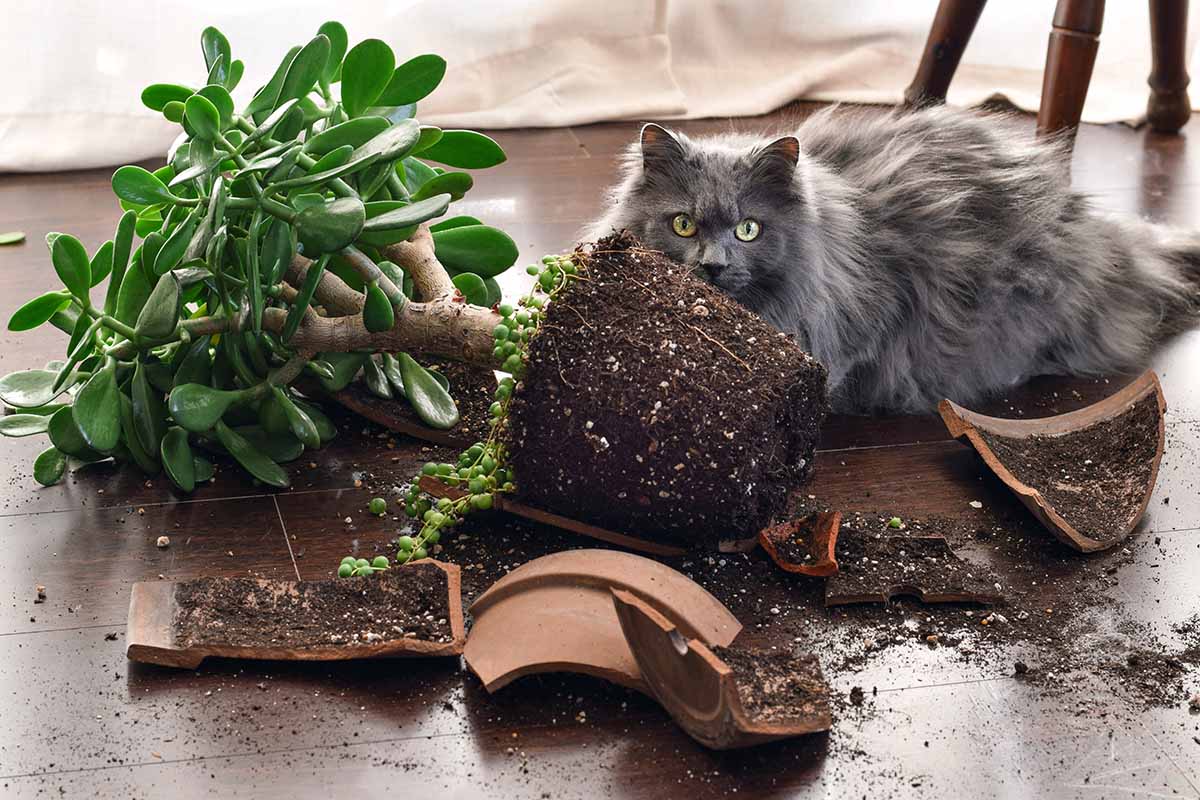 A close up horizontal image of a large gray cat sitting next to a broken pot with an upturned jade plant.