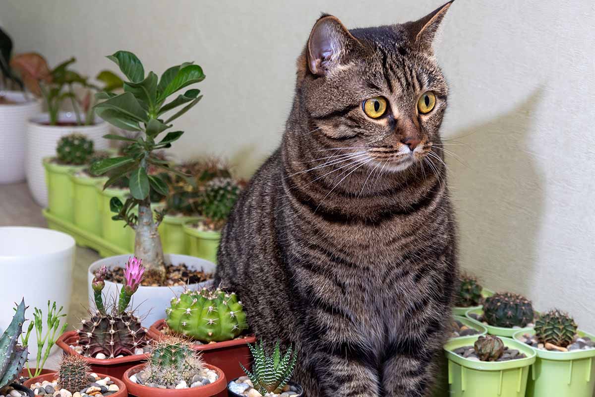 A close up horizontal image of a cat sitting amongst a collection of succulents and cacti.