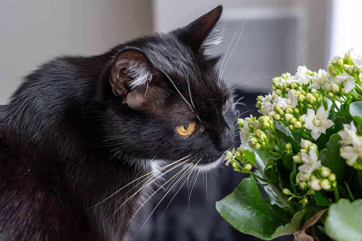 A horizontal image of a black cat sniffing a kalanchoe plant in the house.