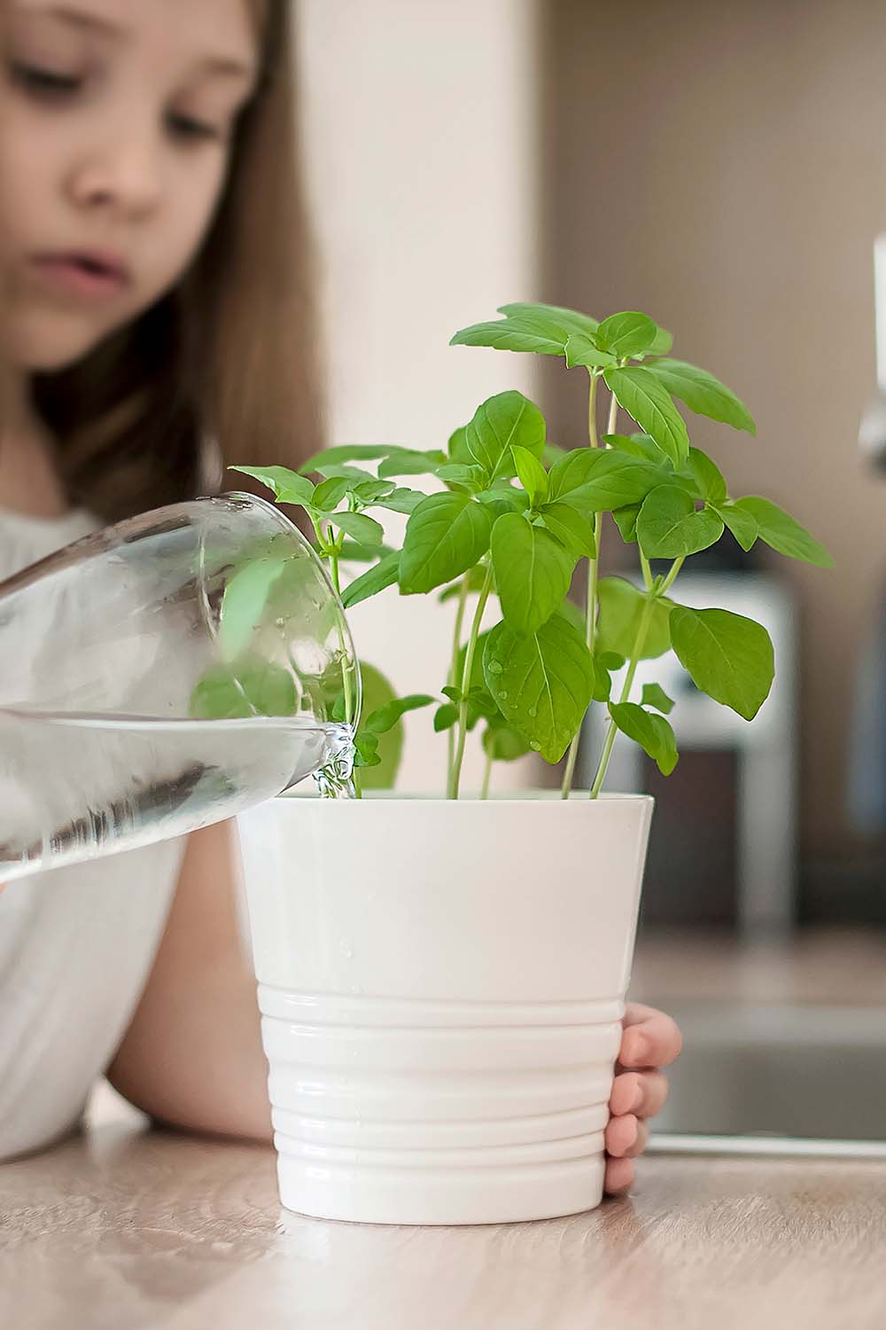 A close up vertical image of a young girl pouring water from a glass into a small white ceramic pot growing herbs.