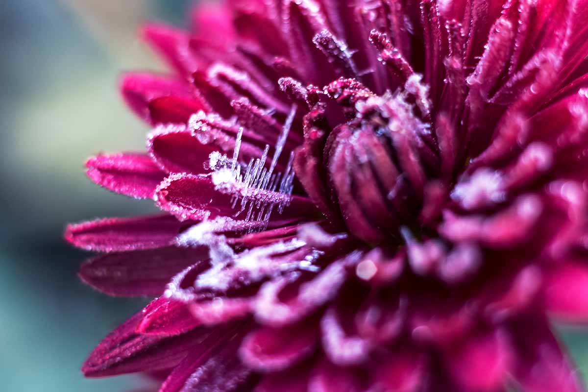 A close up horizontal image of a purple chrysanthemum flower covered in frost pictured on a soft focus background.