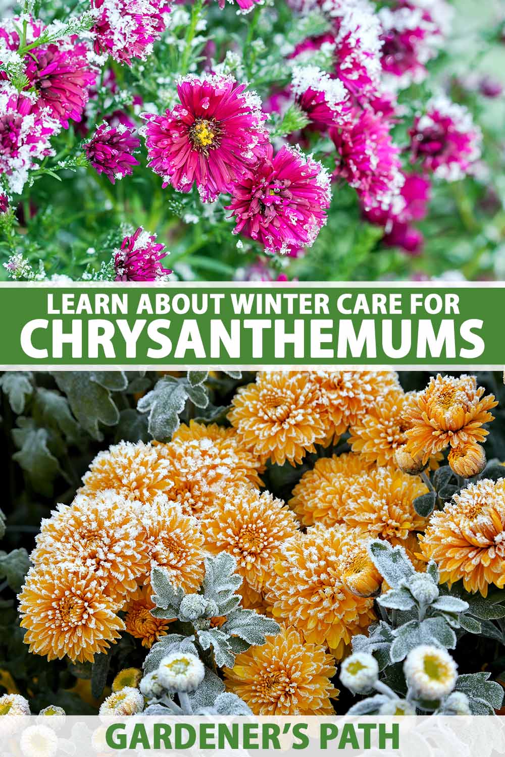 A vertical collage of two photos of chrysanthemums in winter. At the top is pink flowers in frost and at the bottom orange double flowers. To the center and bottom of the frame is green and white printed text.