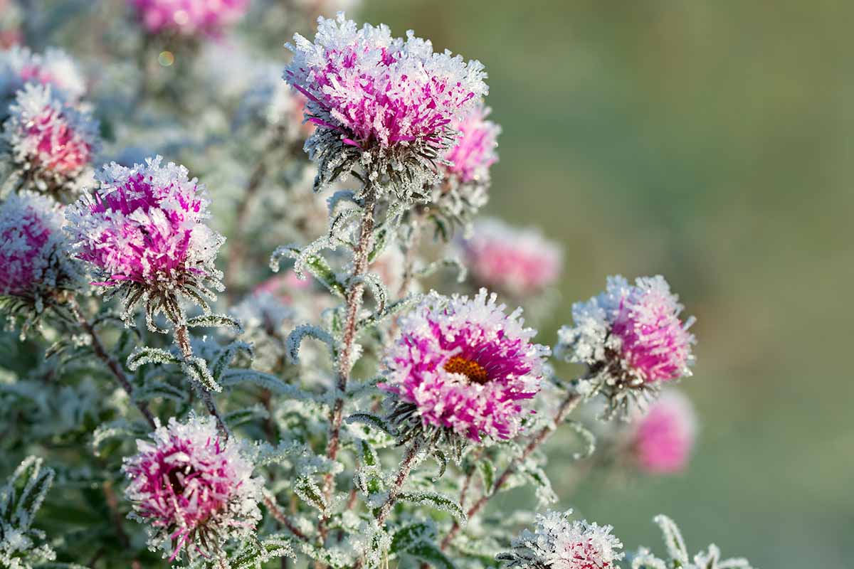 A close up horizontal image of pink chrysanthemum flowers covered with snow, pictured in light sunshine on a soft focus background.