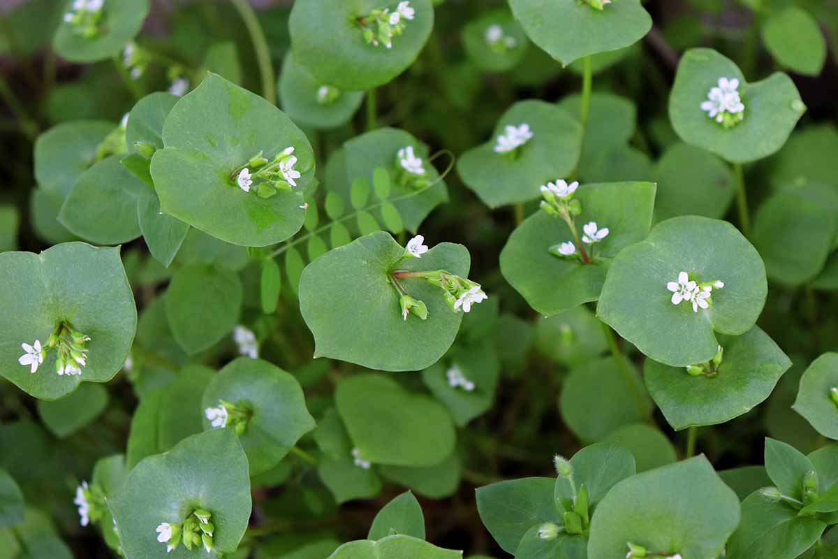 A close up horizontal image of purslane growing in the garden with small white flowers.