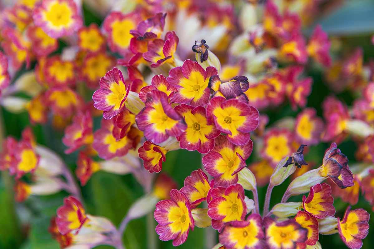 A close up horizontal image of polyanthus primroses growing in the garden pictured on a soft focus background.