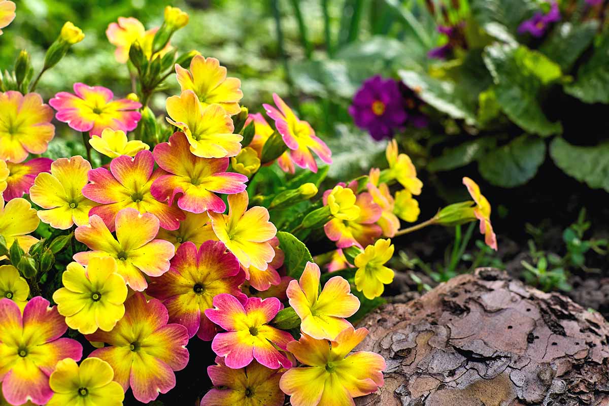 A close up horizontal image of primroses growing in the spring landscape.