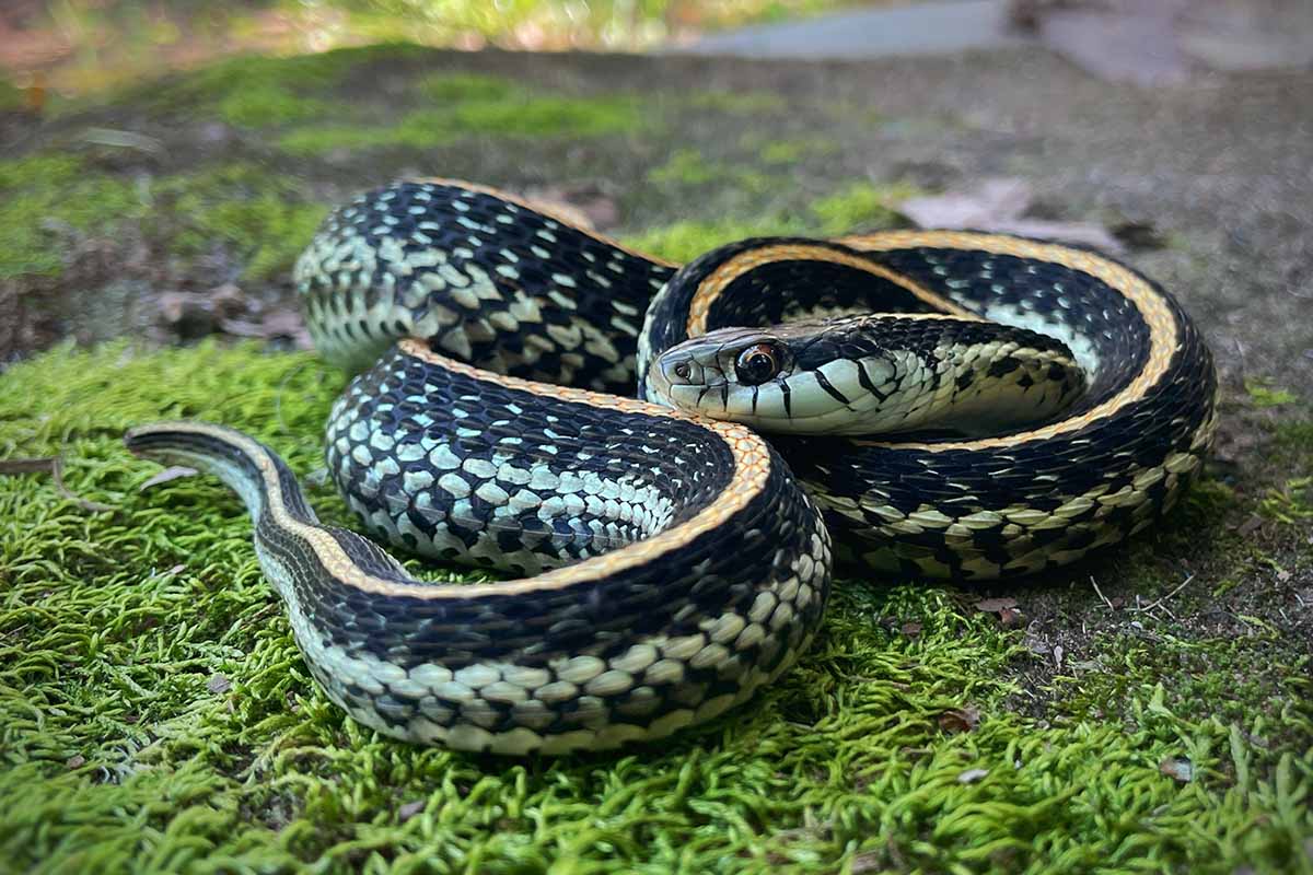 A close up horizontal image of a garter snake coiled up on the ground.