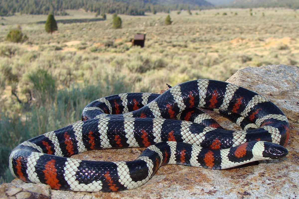 A close up horizontal image of a California kingsnake resting on a rock in the wild.