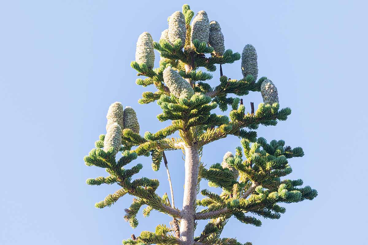 A close up horizontal image of the top of a California red fir with upright cones pictured on a blue sky background.