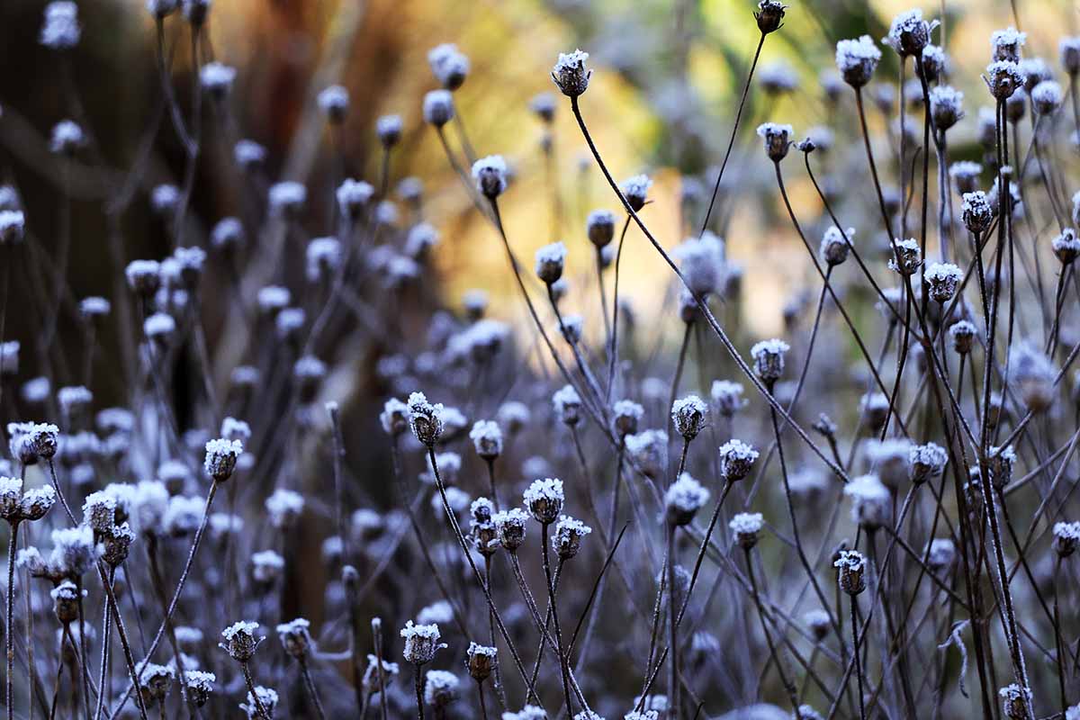 A close up horizontal image of tickseed plants covered in frost in the fall garden pictured on a soft focus background.