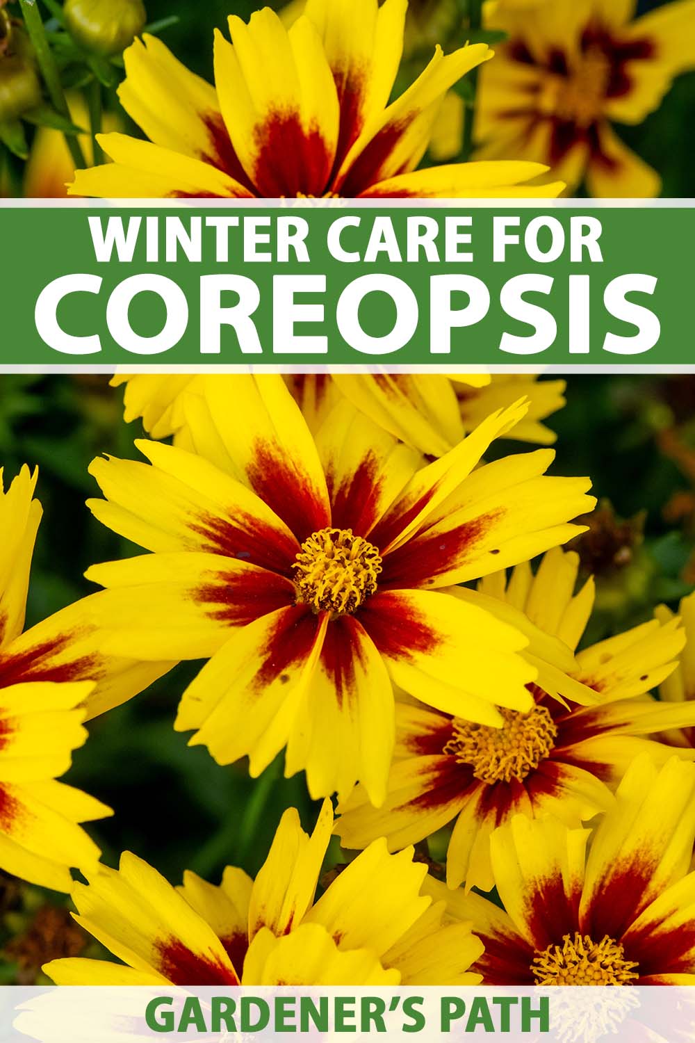 A close up vertical image of yellow and red coreopsis flowers growing in the summer garden. To the top and bottom of the frame is green and white printed text.