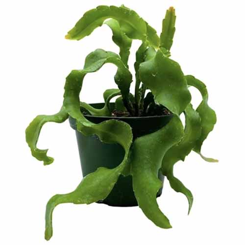 A close up square image of a 'Curly Sue' epiphyllum growing in a small pot isolated on a white background.