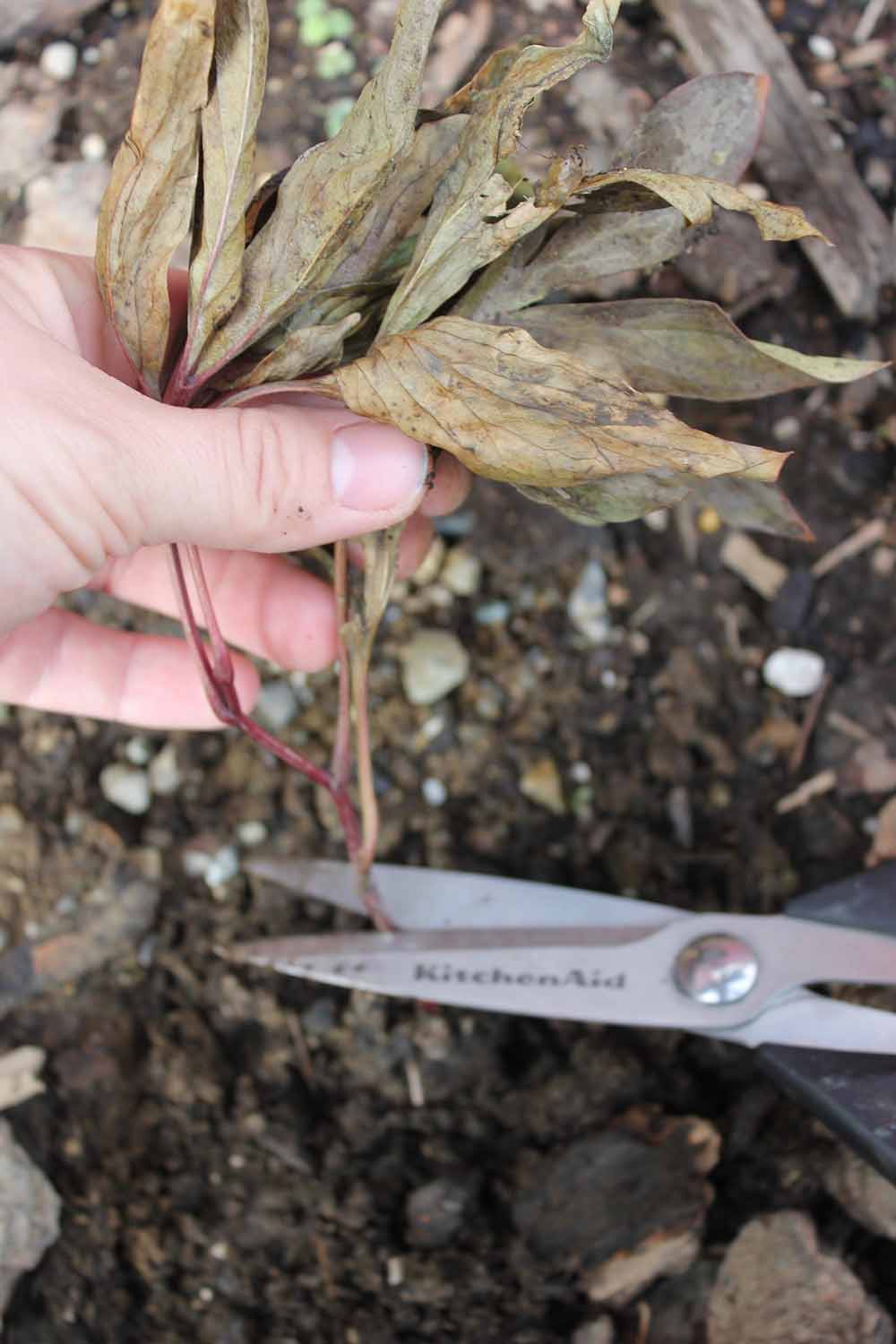 A close up vertical image of a pair of kitchen scissors cutting down the stem of a perennial plant prior to the onset of winter.