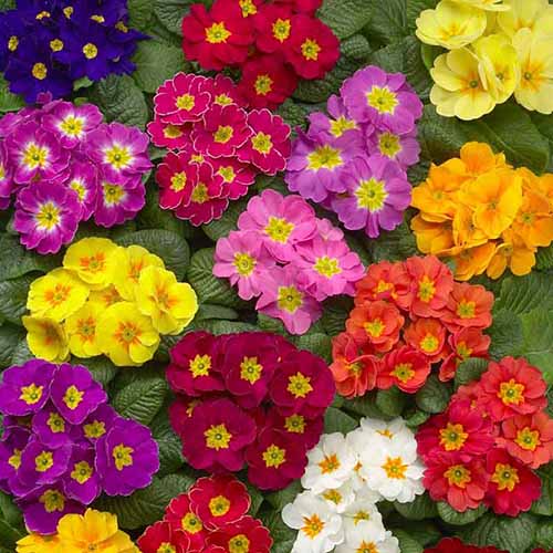 A close up square image of different colored Danova Mix primrose flowers growing in pots indoors.