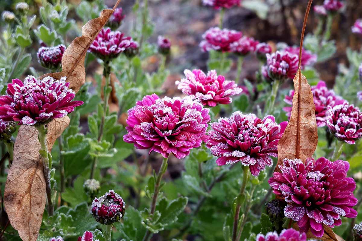 A close up horizontal image of purple chrysanthemums growing in the garden covered with morning frost and brown autumn leaves scattered around.