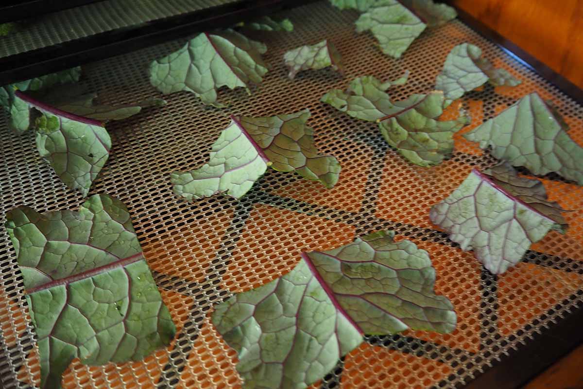 A close up horizontal image of slices of dinosaur kale set on a dehydrator tray to make chips.
