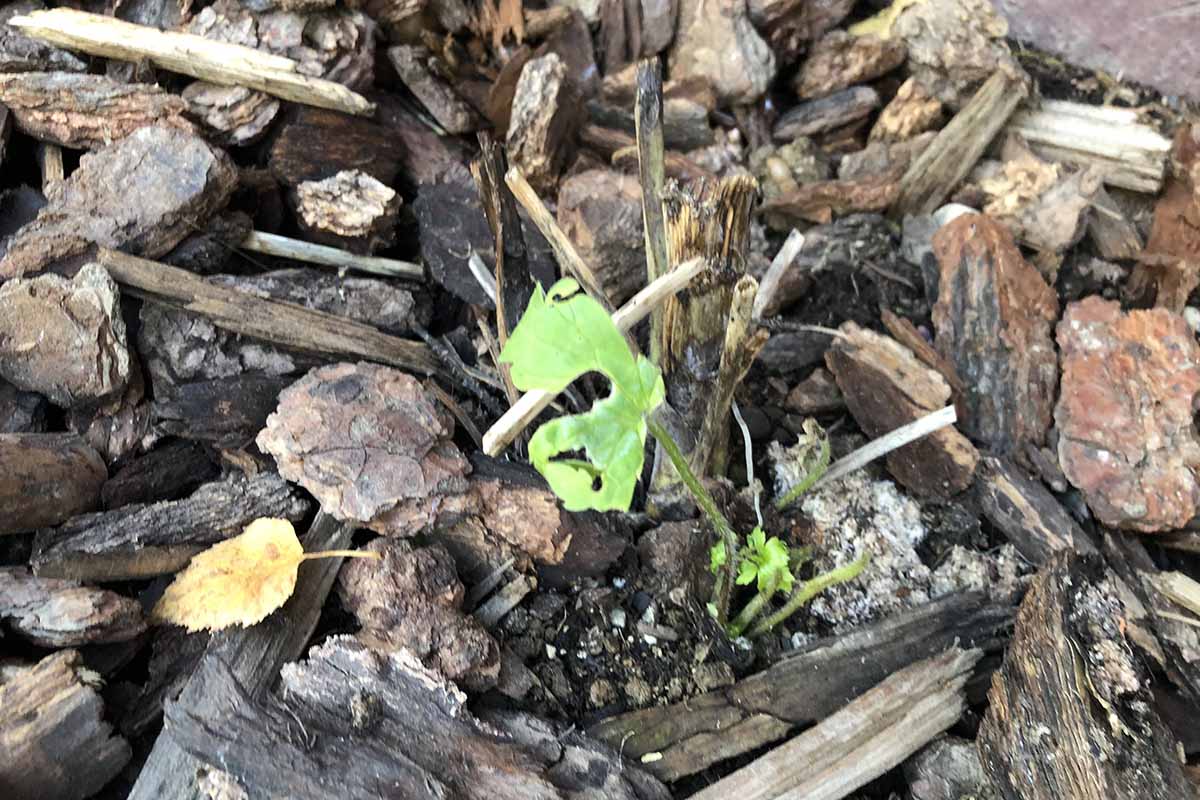 A close up horizontal image of a plant that has been cut down for the winter and surrounded by mulch, with small side shoots growing out.