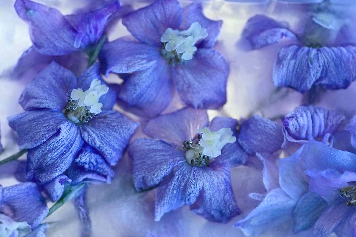 A close up horizontal image of blue delphinium flowers covered in ice during the winter pictured on a soft focus background.