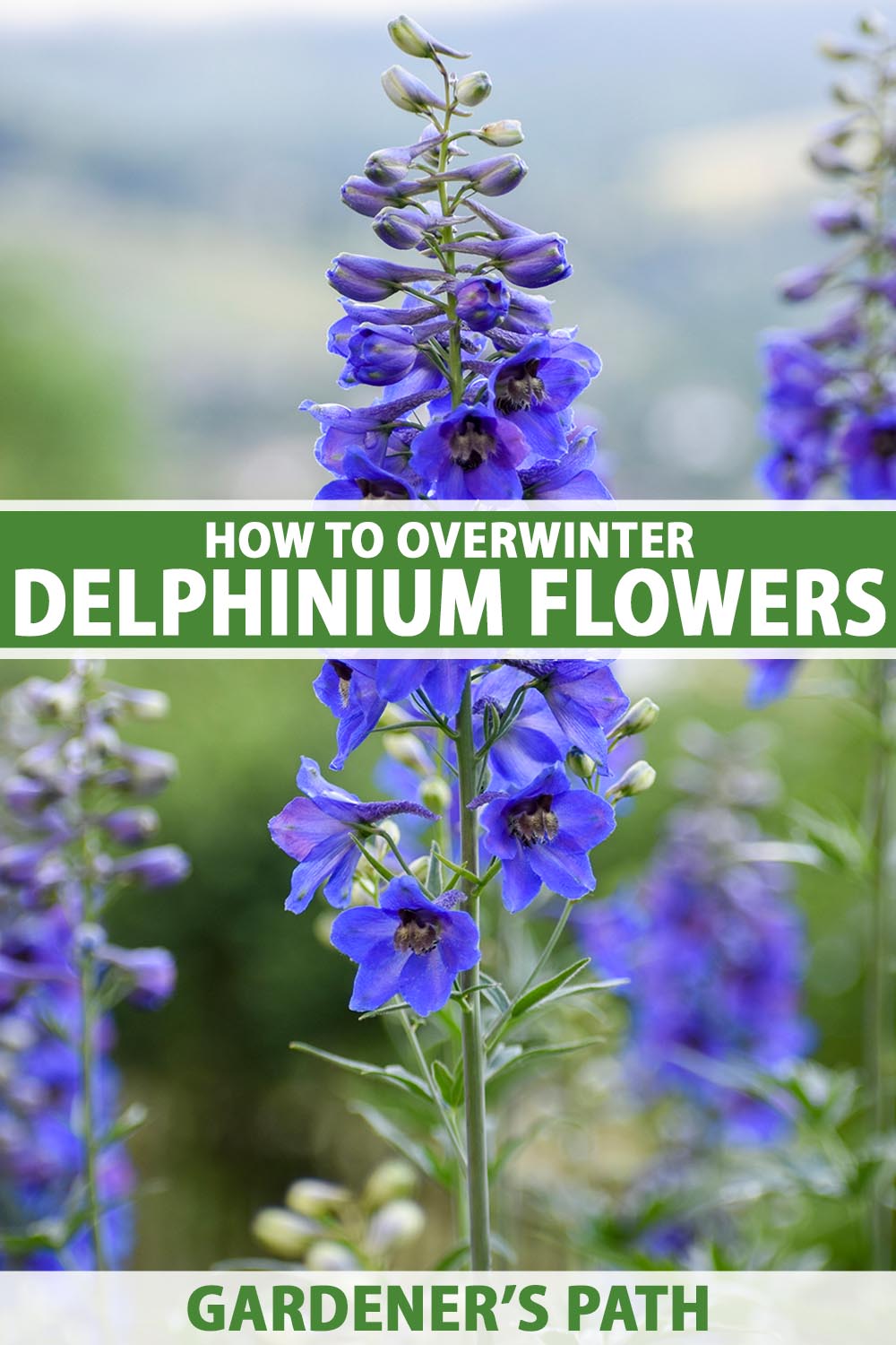 A close up vertical image of blue delphiniums growing in the garden pictured on a soft focus background. To the center and bottom of the frame is green and white printed to text.