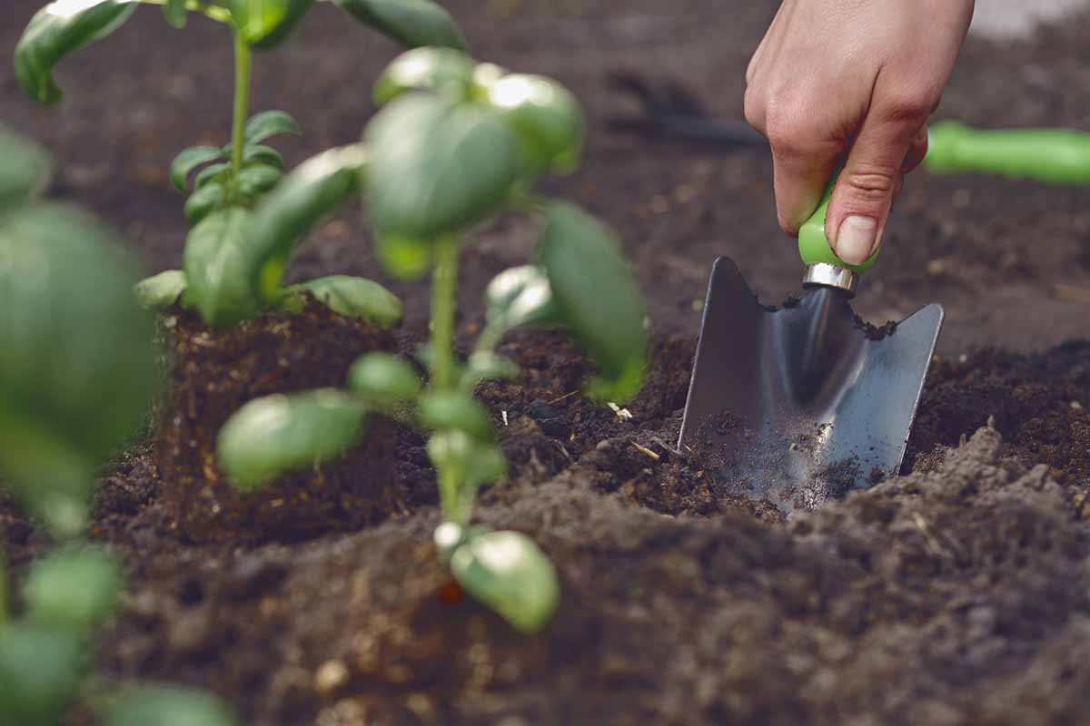 A close up horizontal image of a hand from the right of the frame digging up herbs to pot up for winter.