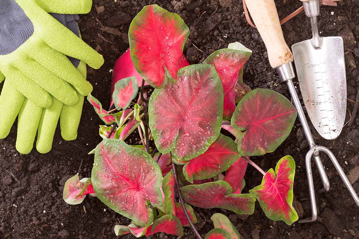 A close up horizontal image of two gloved hands from the left of the frame with garden tools preparing to dig up a caladium plant from the ground for winter storage.