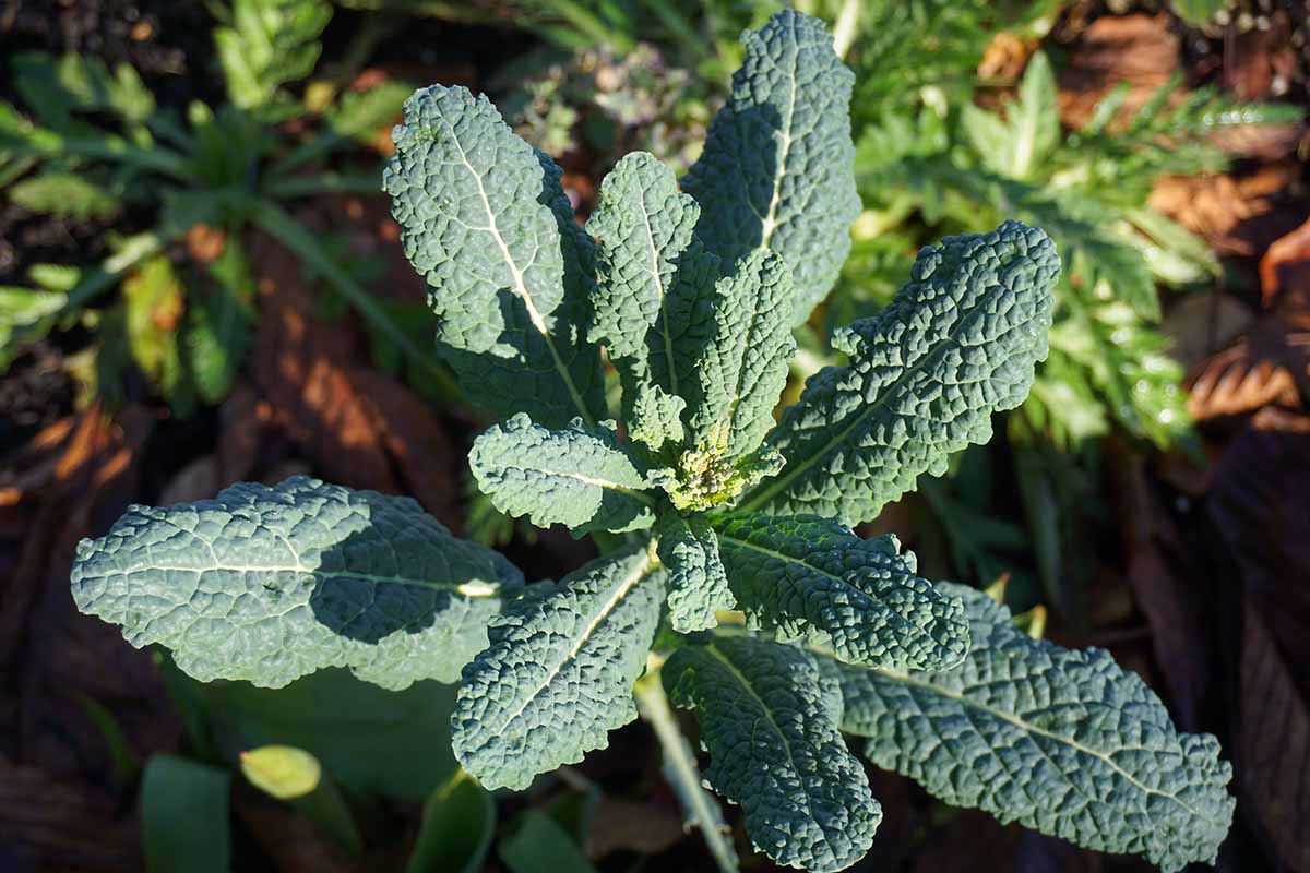 A close up horizontal image of a dinosaur kale plant growing in the garden pictured in bright sunshine with weeds and foliage in soft focus in the garden.