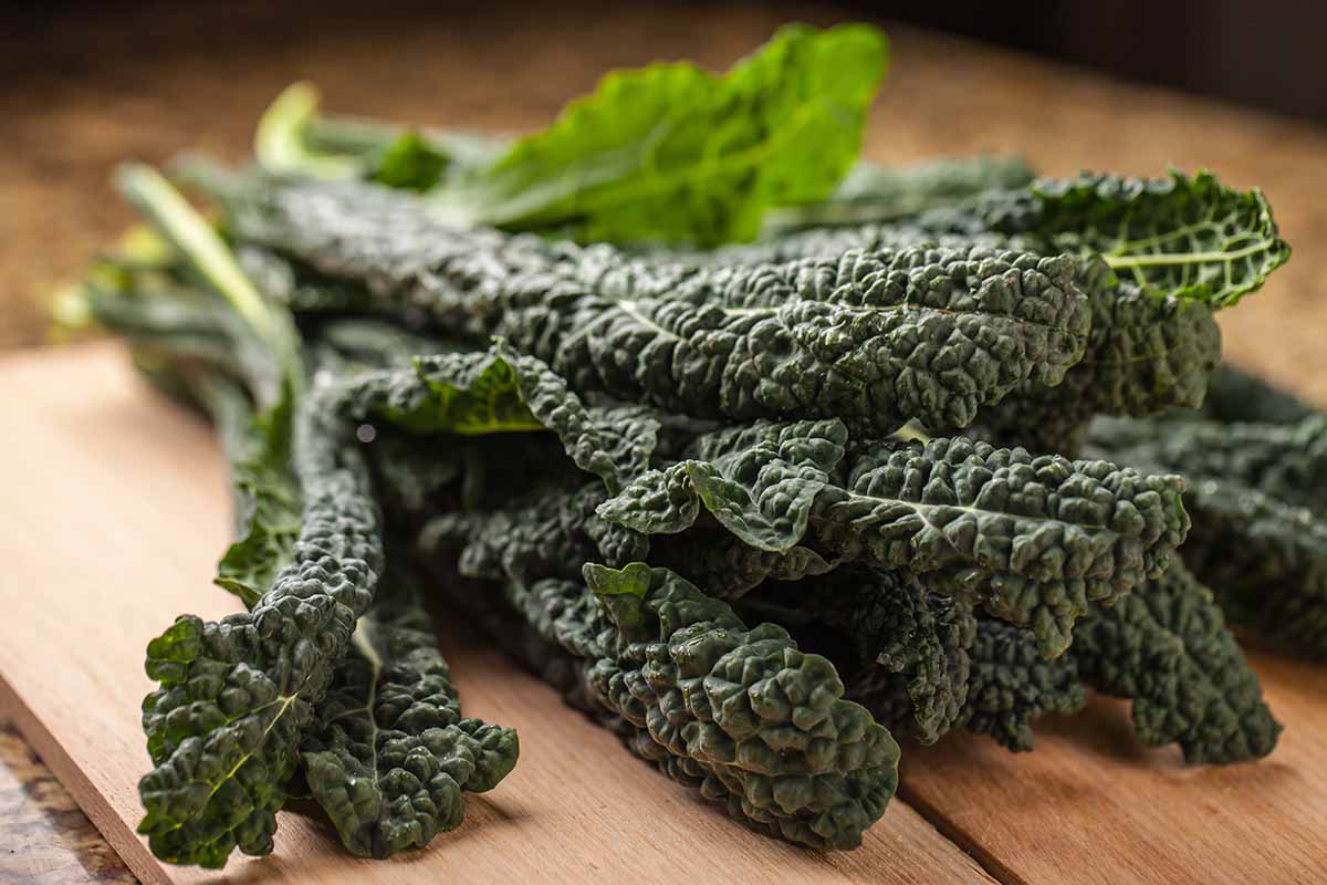 A close up horizontal image of freshly harvested dinosaur kale set on a wooden surface.