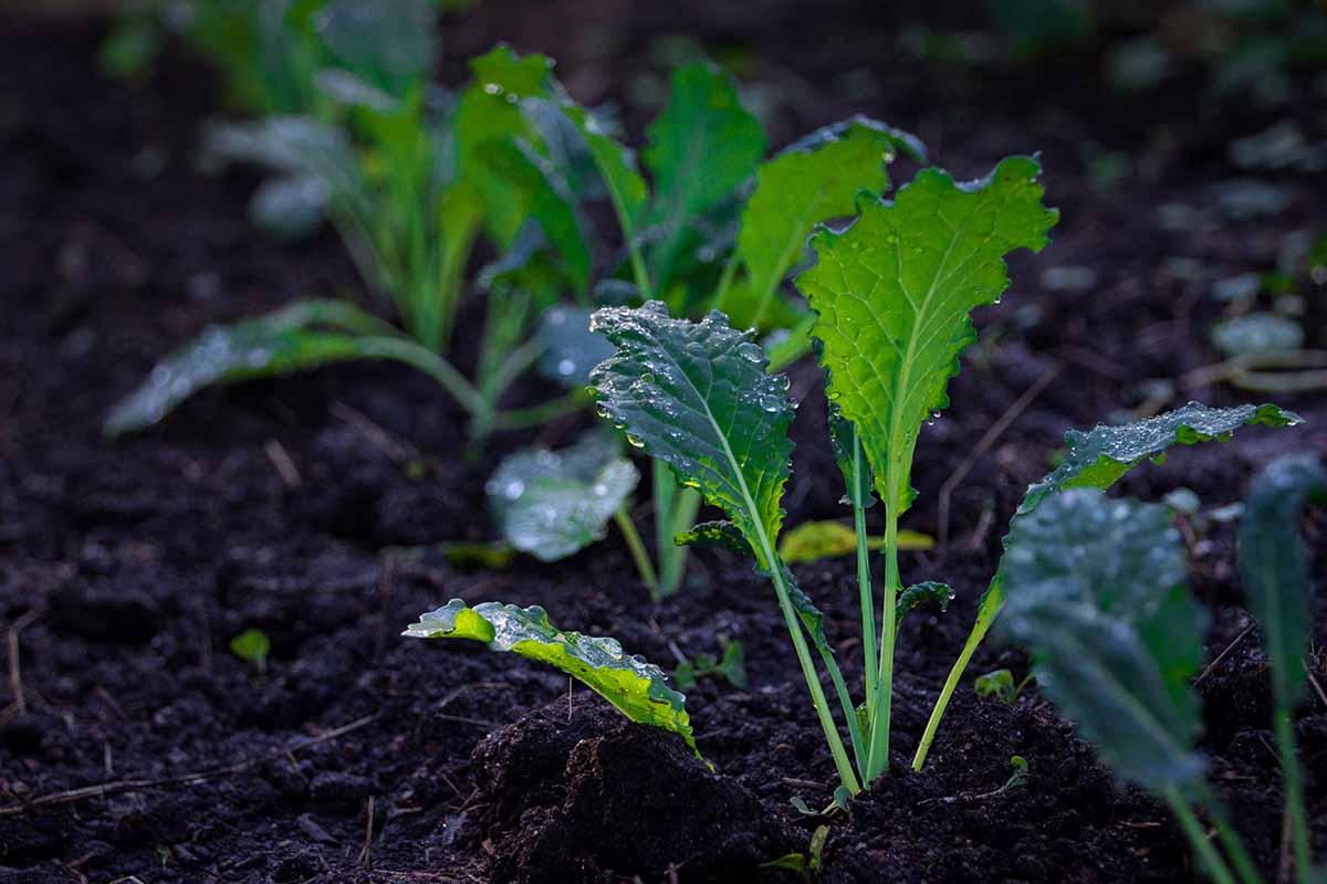 A close up horizontal image of tiny seedlings growing in the garden in dark rich soil.