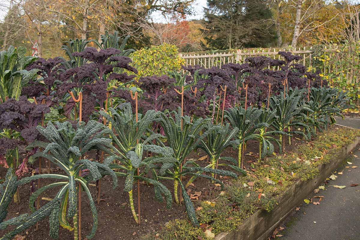A horizontal image of a raised garden bed growing tall dinosaur kale plants supported with upright stakes, with other varieties of vegetables growing in the background.