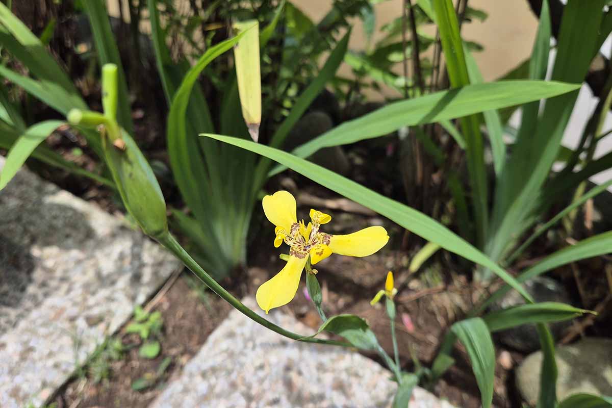 A close up horizontal image of yellow walking iris growing in a garden border with damage to the foliage.