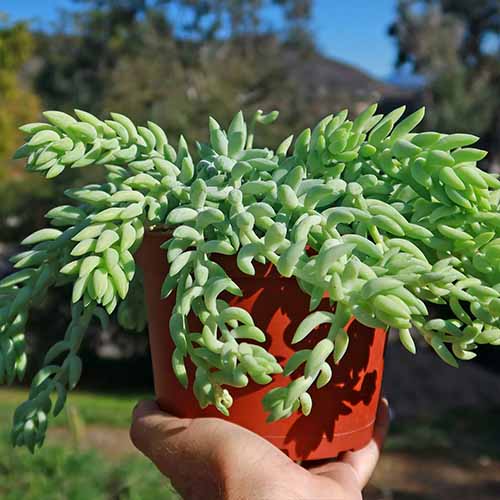 A close up square image of a hand from the bottom of the frame holding up a donkey's tail succulent plant pictured in bright sunshine.
