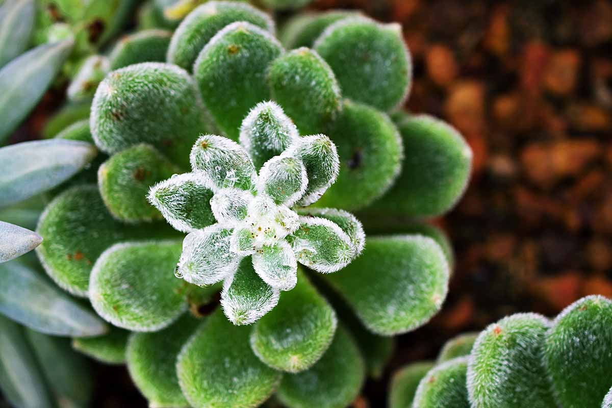 A close up horizontal image of an echeveria succulent growing in the garden.
