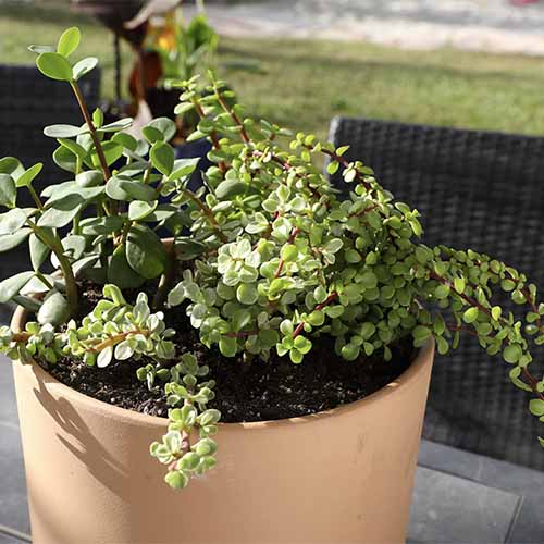A close up square image of elephant bush growing in a pot outdoors.