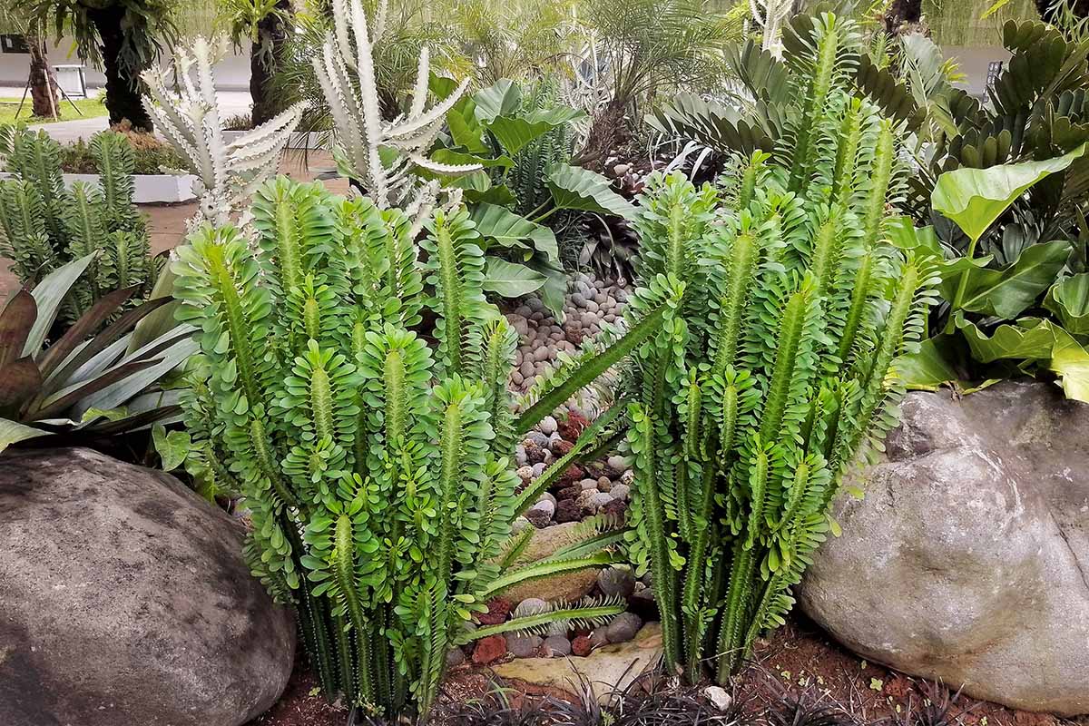 A close up horizontal image of euphorbia growing in the garden.