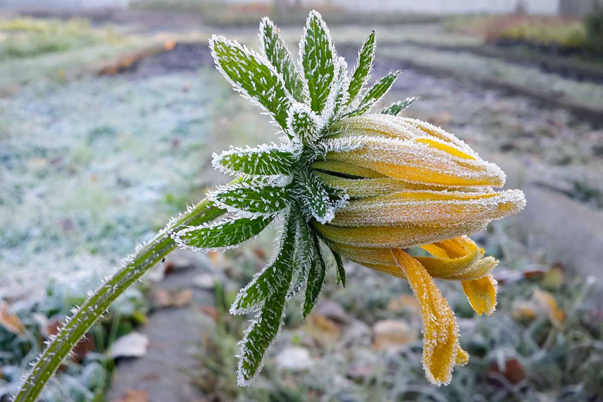 A close up horizontal image of a yellow flower covered in frost pictured on a soft focus background.