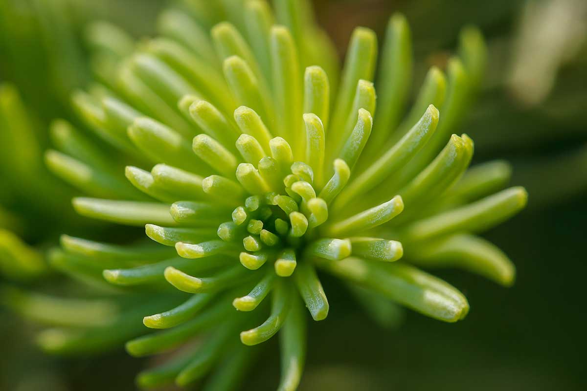 A close up horizontal image of the growing tip of a California red fir (Abies magnifica) pictured on a soft focus background.