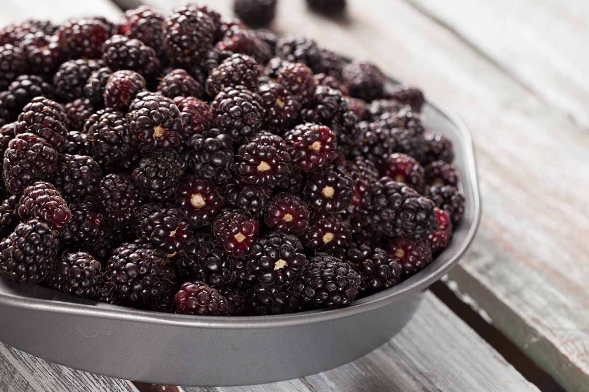 A close up horizontal image of a metal bowl filled to the brim with deep purple, ripe boysenberries, set on a wooden table.