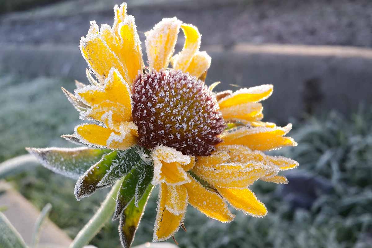 A close up horizontal image of a bright yellow flower covered in a light dusting of frost pictured in light sunshine on a soft focus background.