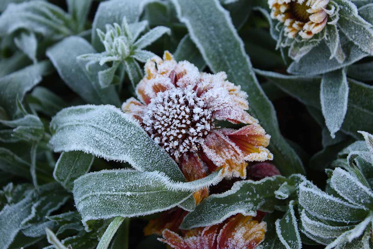 A close up horizontal image of a gaillardia plant covered in hoarfrost with a small fading flower and foliage.