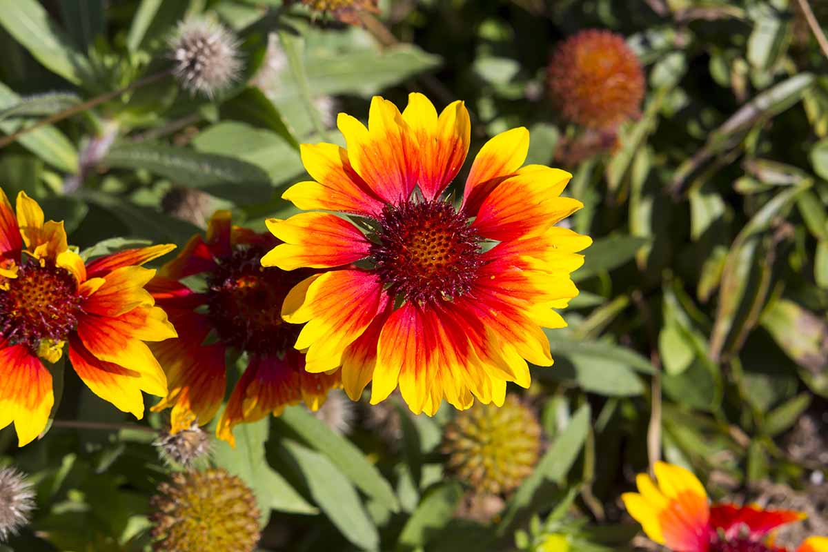A close up horizontal image of a bright yellow and red blanket flower growing in the summer garden, pictured in bright sunshine with foliage in soft focus in the background.