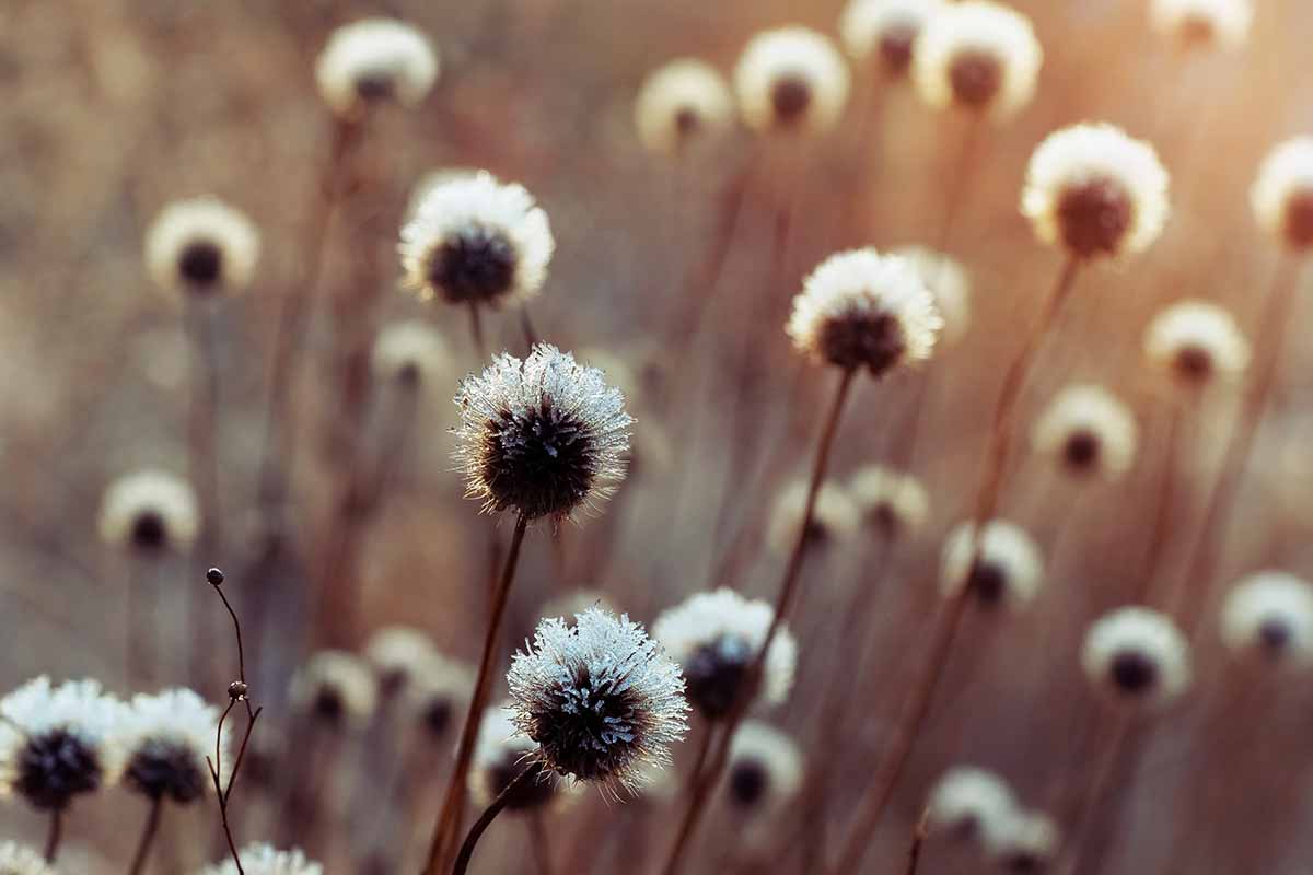 A close up horizontal image of the seed heads of a gaillardia plant covered in a light dusting of frost, pictured on a soft focus background.