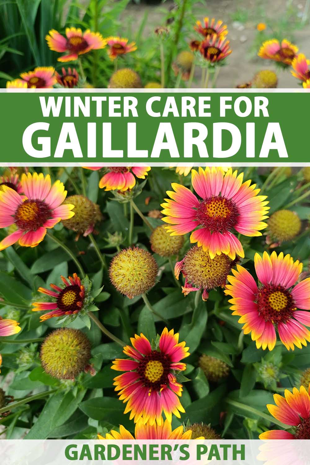 A close up vertical image of Gaillardia flowers growing in the garden. To the top and bottom of the frame is green and white printed text.