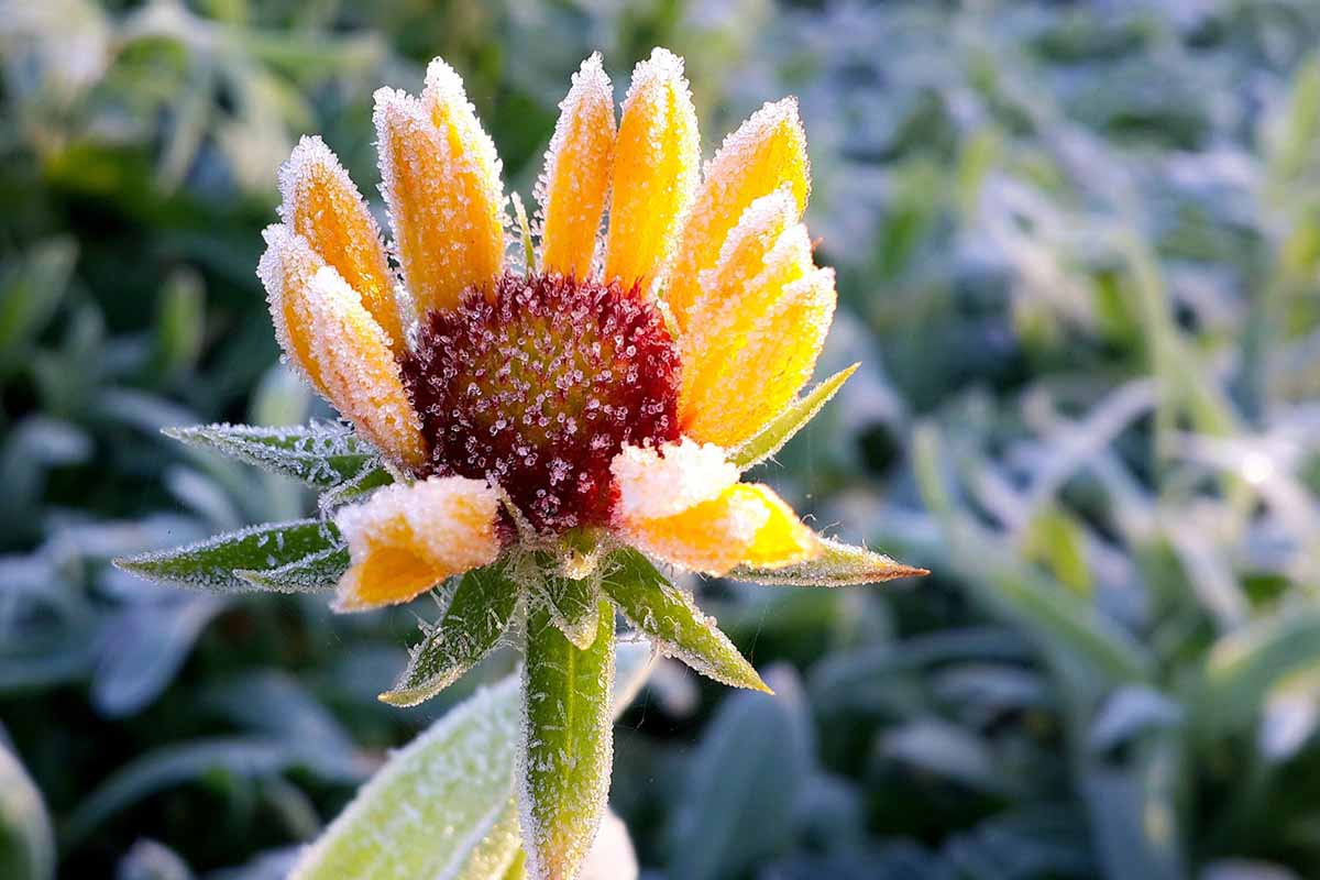 A close up horizontal image of a small yellow flower covered in a light dusting of frost pictured in bright sunshine on a soft focus background.