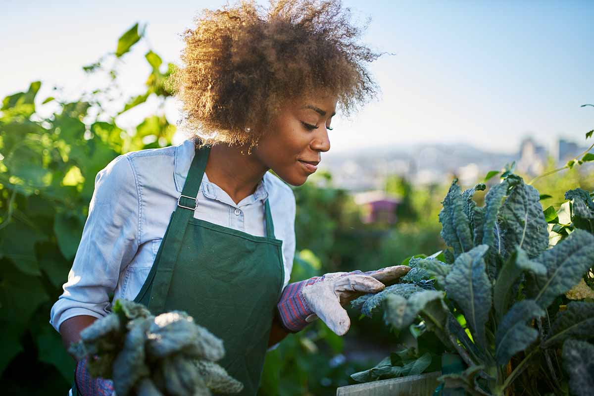 A horizontal image of a gardener inspecting the large green leaves of Lacinato kale growing in the garden, pictured in bright sunshine on a soft focus background.