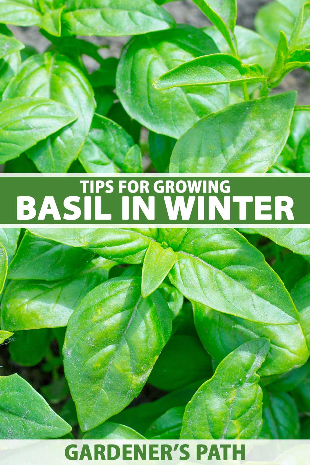 A close up vertical image of basil herbs growing in the garden. To the center and bottom of the frame is green and white printed text.