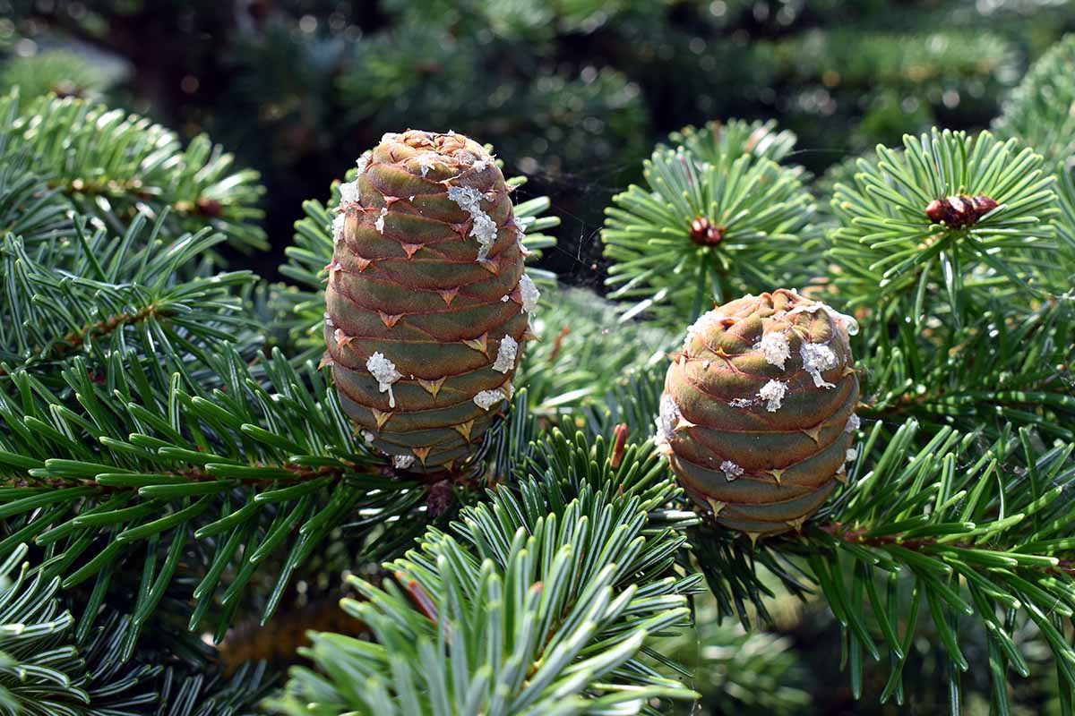 A close up horizontal image of the branches, needles, and cones of a California red fir (Abies magnifica) growing in the landscape pictured in light sunshine.